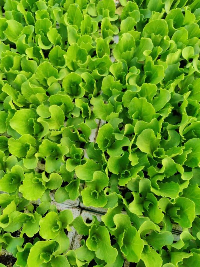 优质意大利种苗（生菜苗）根系发达成活率高质量保证产地直销