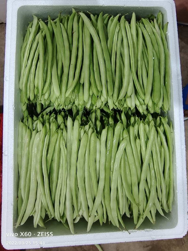 四季豆.扁豆.无筋豆大量上市