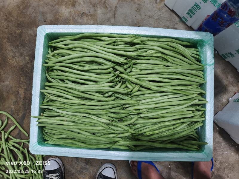 四季豆.扁豆.无筋豆大量上市
