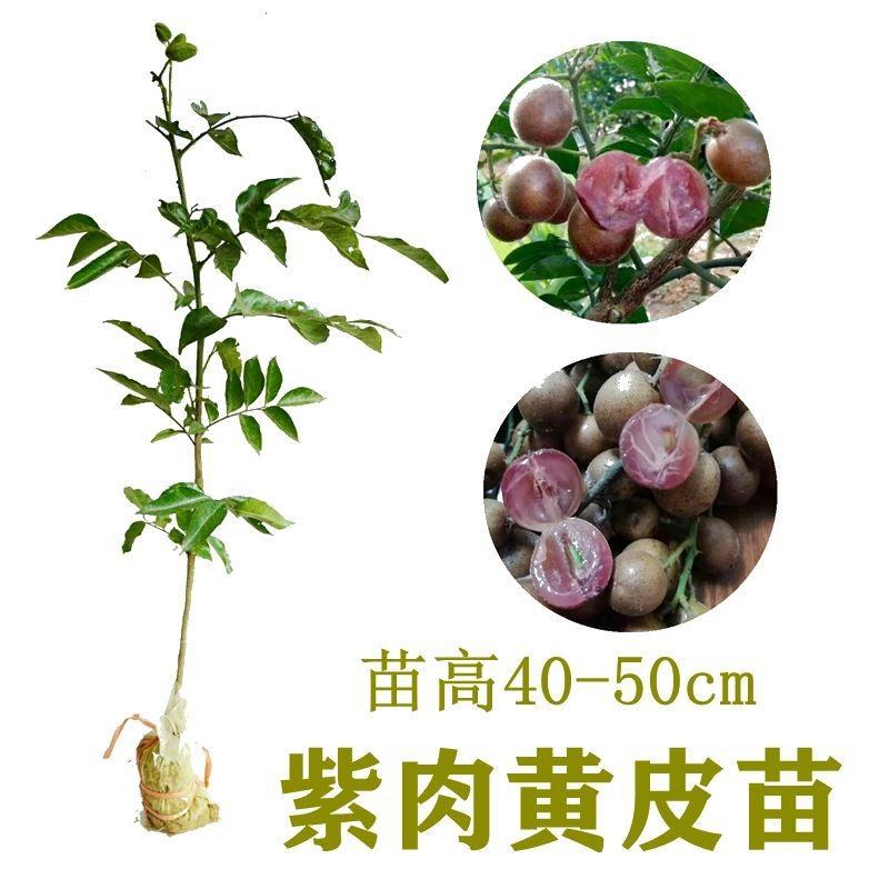 黑黄皮果苗无核鸡心黄皮嫁接苗冰糖黄皮果苗紫肉黄皮