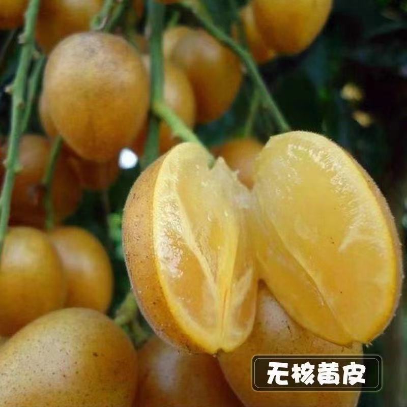 黑黄皮果苗无核鸡心黄皮嫁接苗冰糖黄皮果苗紫肉黄皮