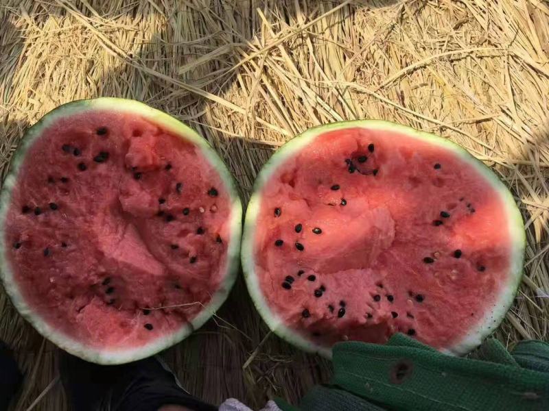 吉林西瓜，保质保量一手货源基地直供可视频定货货源充足