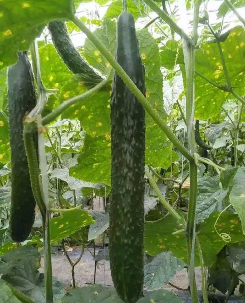 黄瓜，精品黄瓜价格实惠，顶花带刺
