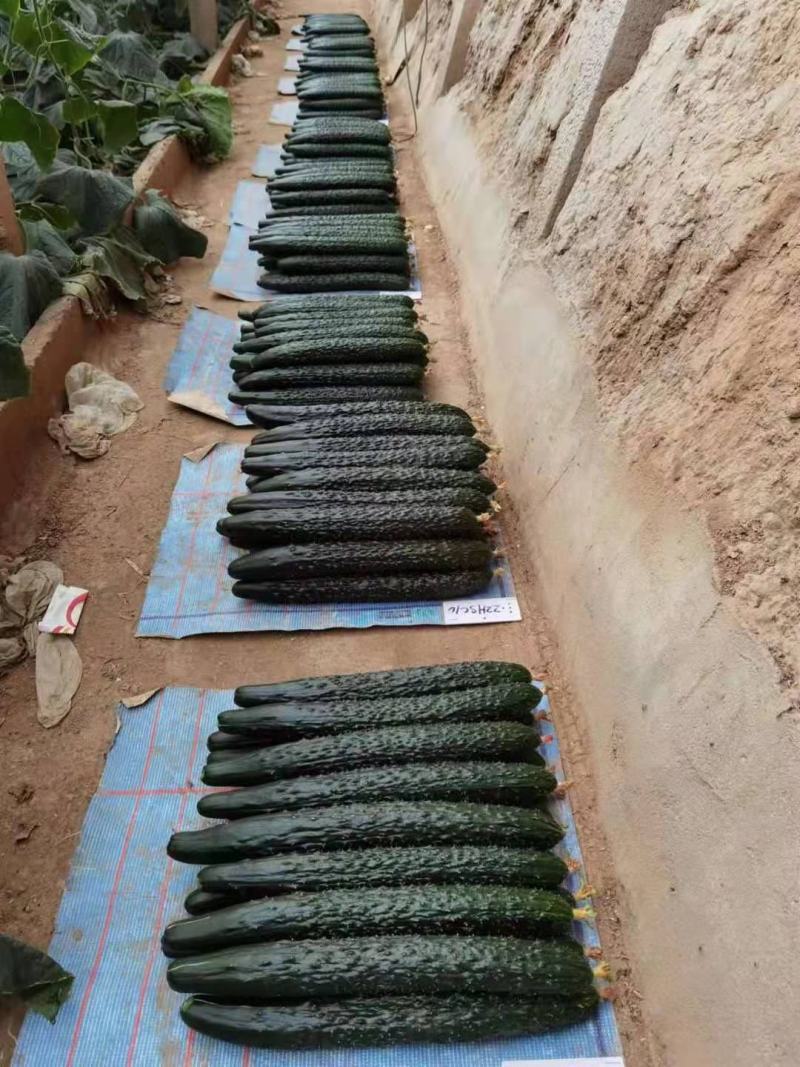 黄瓜苗嫁接强雌油亮黄瓜苗高产绿肉短把密刺
