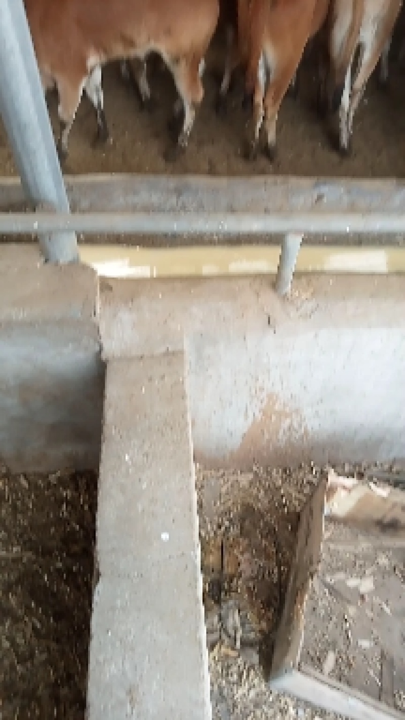 大量销售鲁西小黄牛，价格便宜，质量保证，十头起免费运输