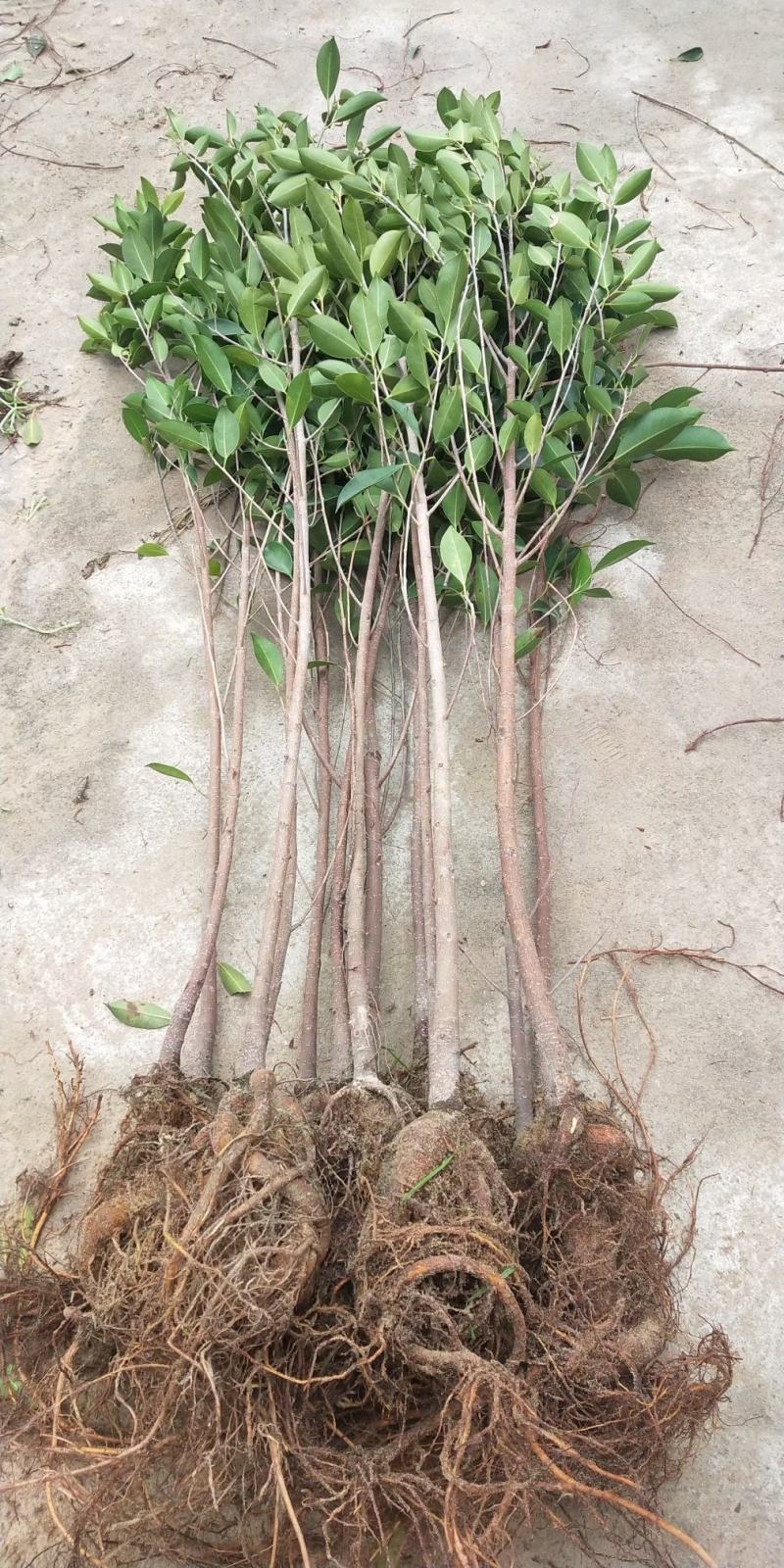 小叶榕细叶榕苗各规格树苗