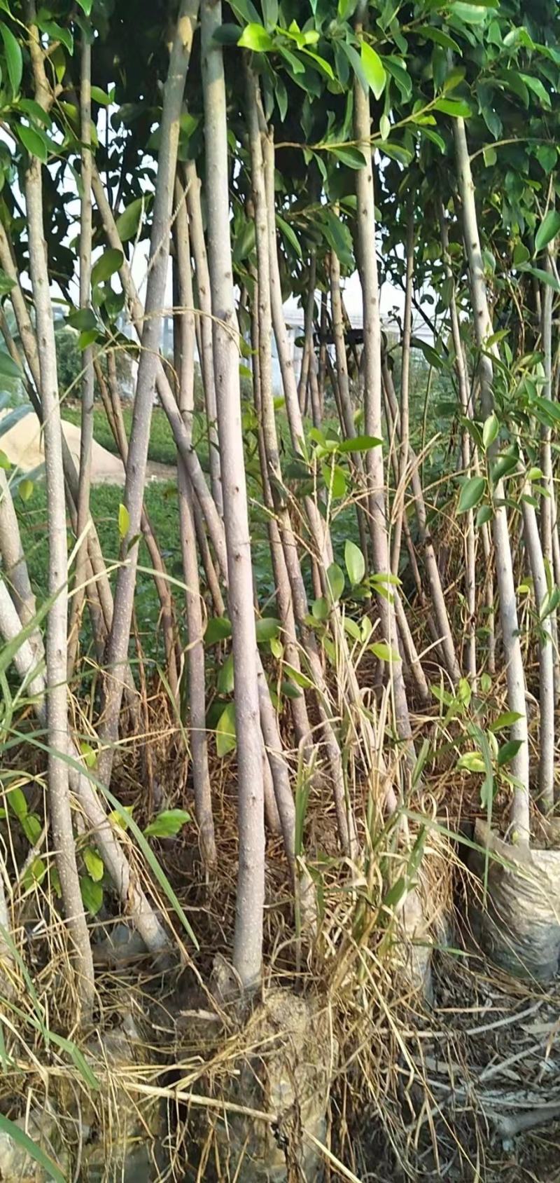 小叶榕细叶榕苗各规格树苗