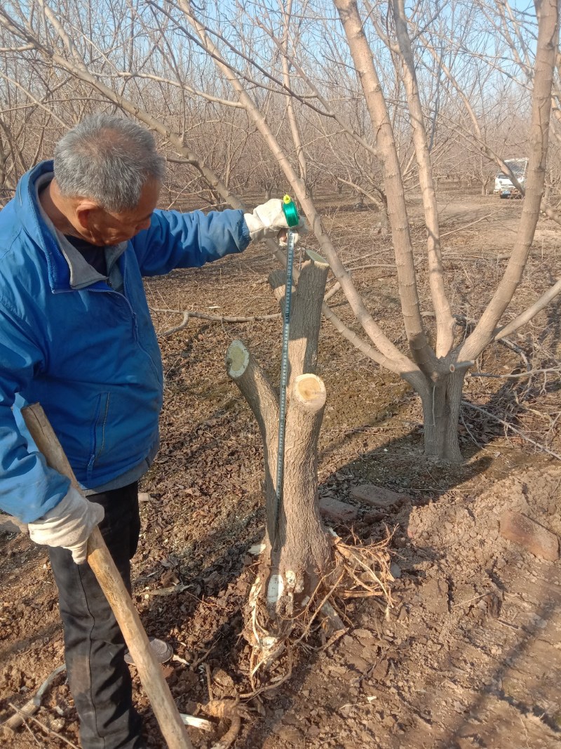 黑金桑树占地绿化，及各种苗木裸根占地，绿化用苗，量大，服