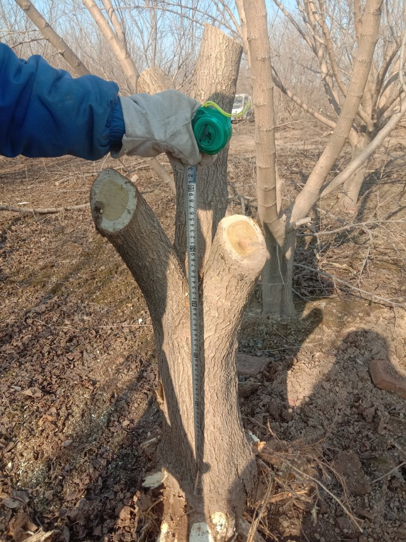 黑金桑树占地绿化，及各种苗木裸根占地，绿化用苗，量大，服