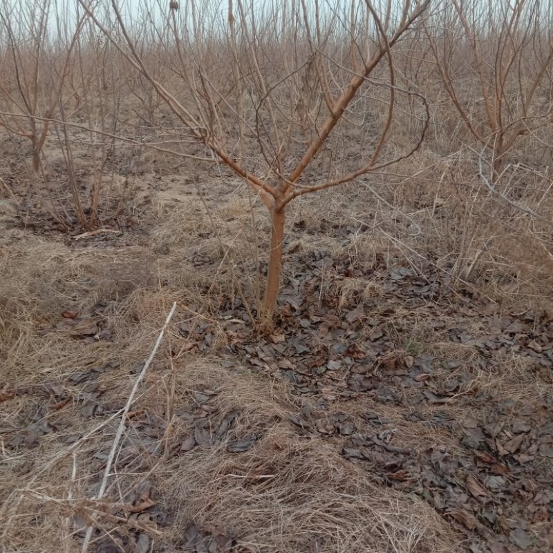 黑金桑树占地绿化，及各种苗木裸根占地，绿化用苗，量大，服