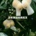 云霄枇杷