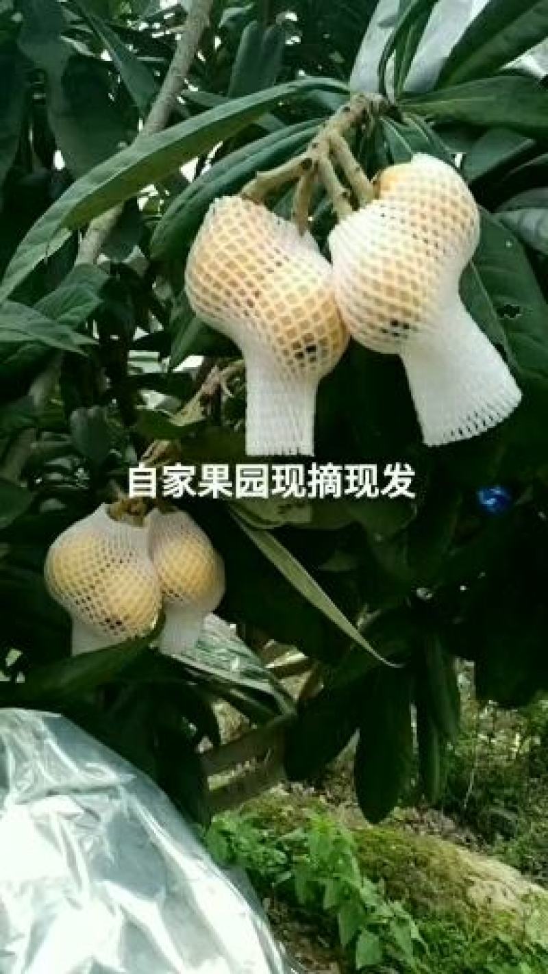 云霄枇杷