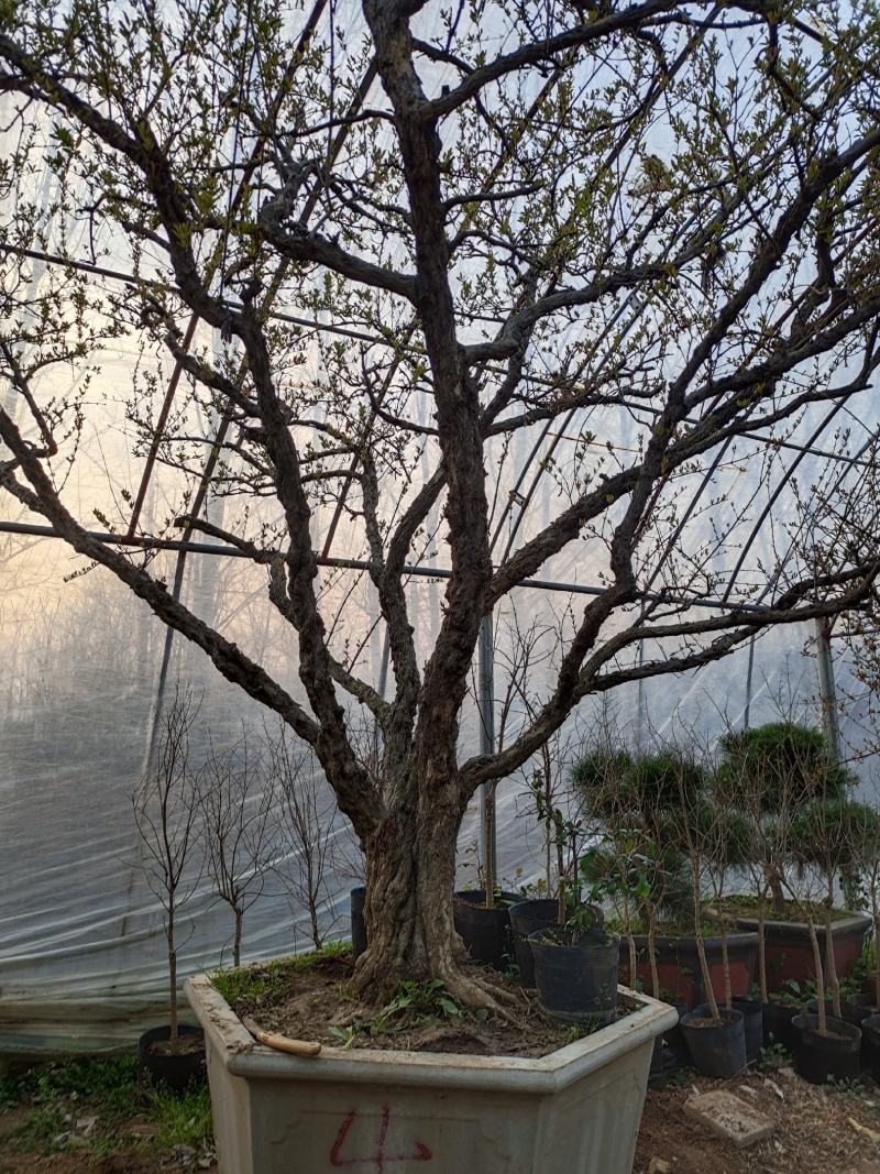 百年古桩石榴树盆景，石榴树盆栽，品种优、树型好，价格低！