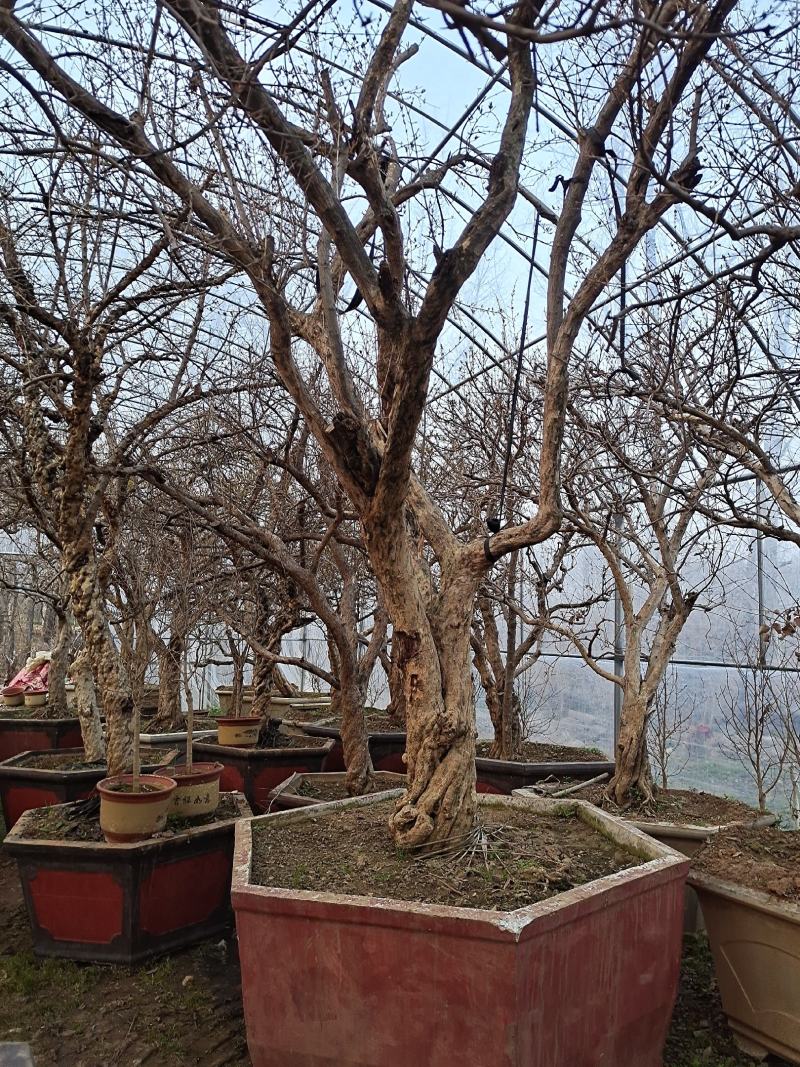 百年古桩石榴树盆景，石榴树盆栽，品种优、树型好，价格低！