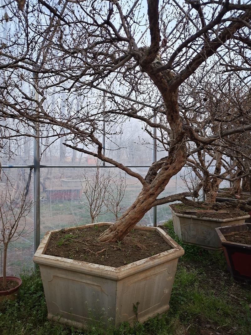 百年古桩石榴树盆景，石榴树盆栽，品种优、树型好，价格低！