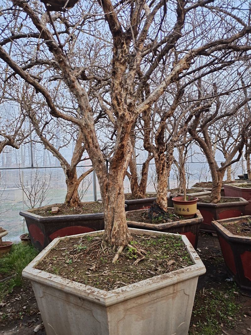 百年古桩石榴树盆景，石榴树盆栽，品种优、树型好，价格低！