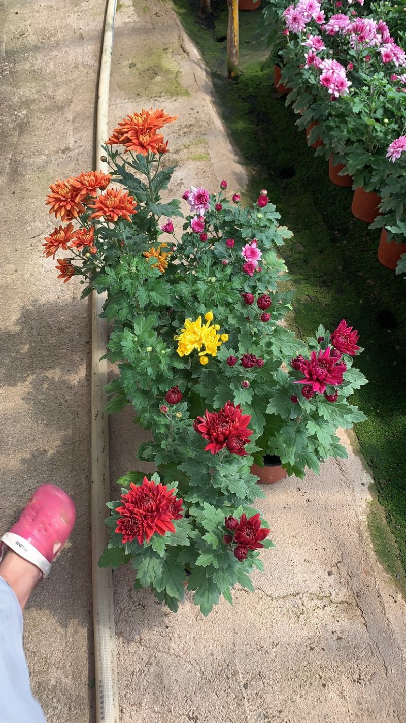 荷兰菊，共有5种颜色