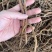 茜草纯根茜草无硫各种规格切段、整条无阳枝