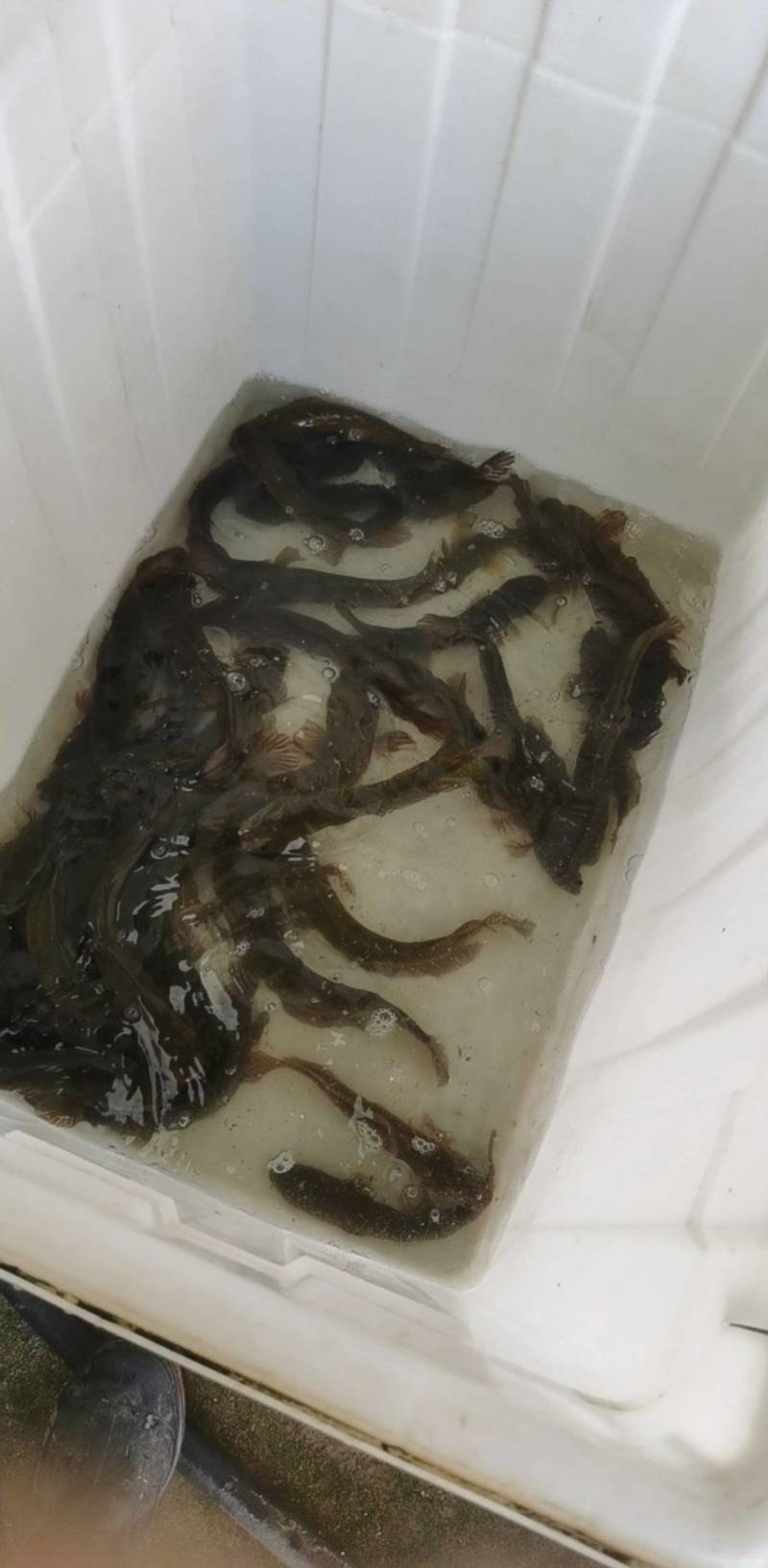 七星鱼，古呆，，原生态混养，吃小鱼小虾长大的