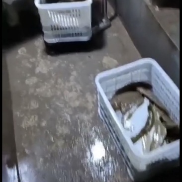 目鱼