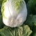 黄心大白菜产地大量销售中，无虫害，无烧心，无起台，包的紧