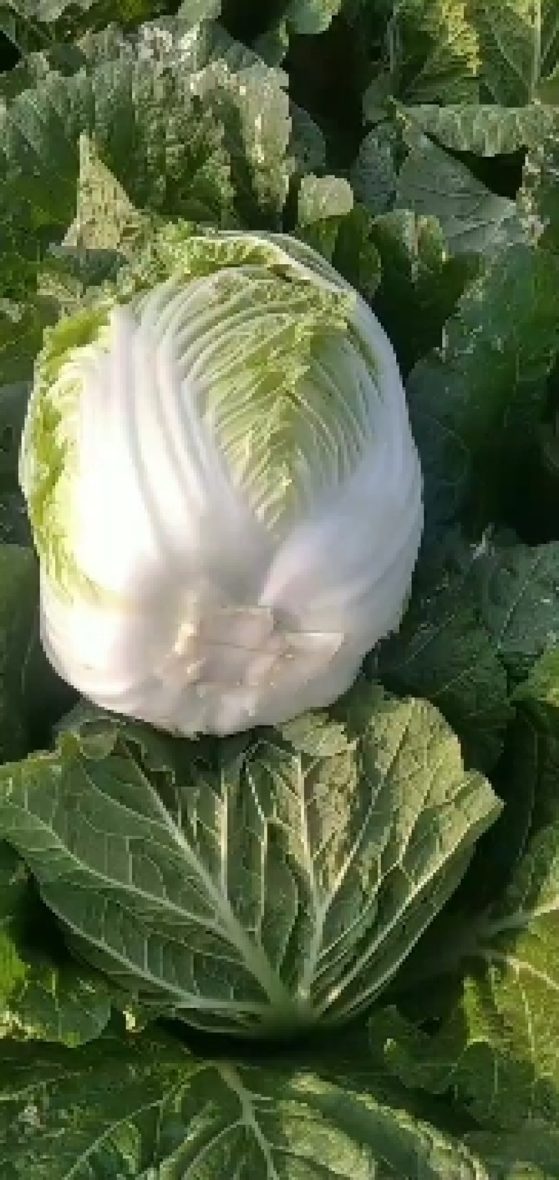 黄心大白菜产地大量销售中，无虫害，无烧心，无起台，包的紧