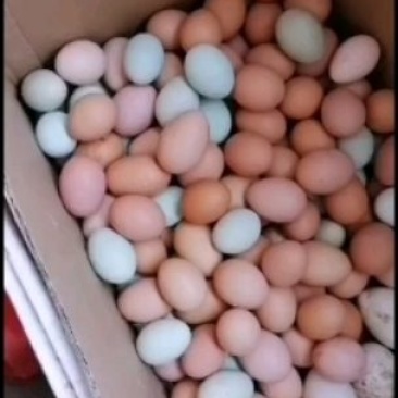 山林溜达鸡笨鸡蛋