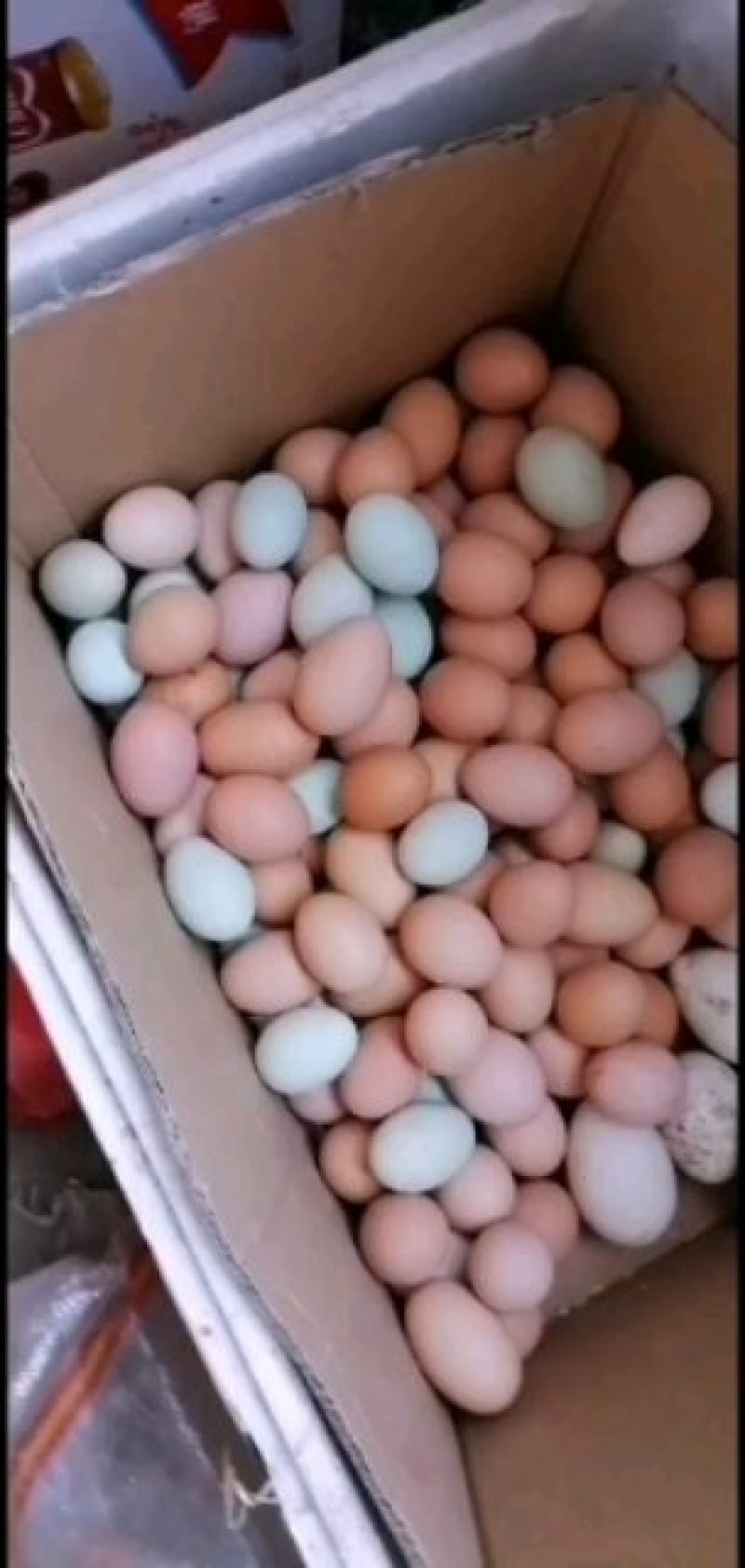 山林溜达鸡笨鸡蛋