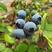 【包邮】蓝莓山东暖棚蓝莓一件代发基地直发全国批发水果店超市