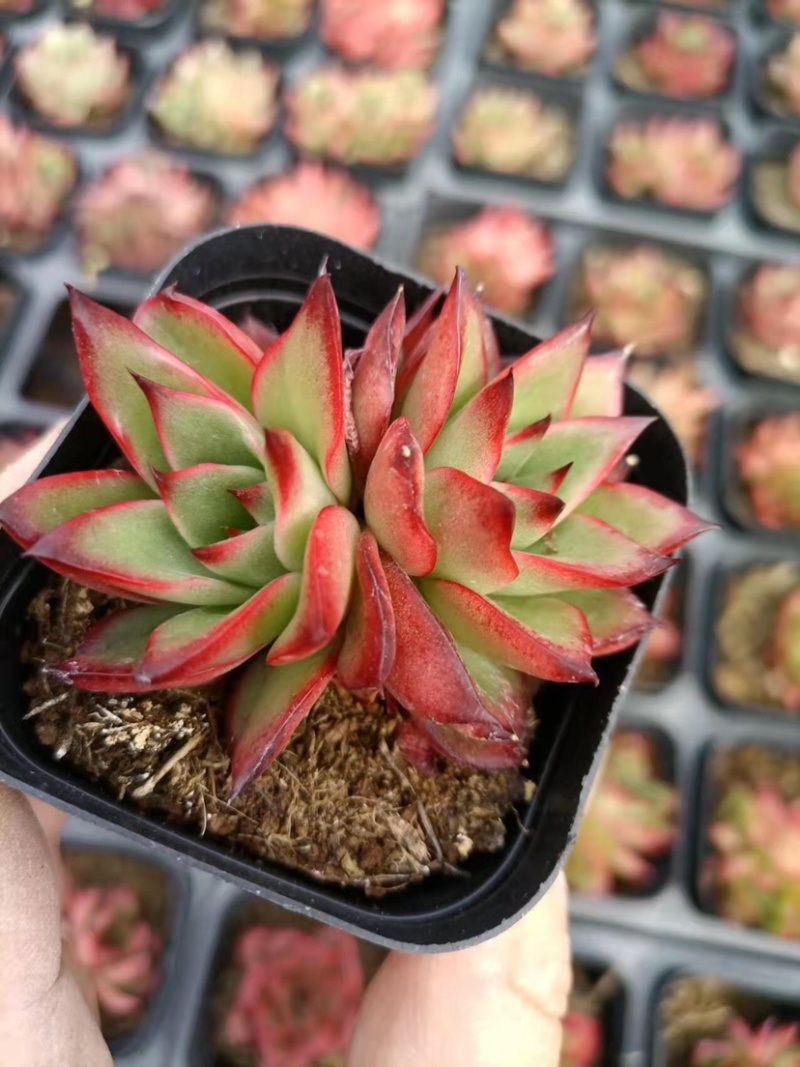 多肉植物