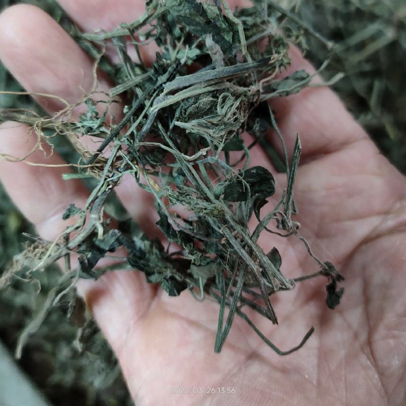 广西大山中草药材孩儿草蓝色草曱草疳积草干品无硫