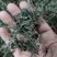 广西大山中草药材孩儿草蓝色草曱草疳积草干品无硫