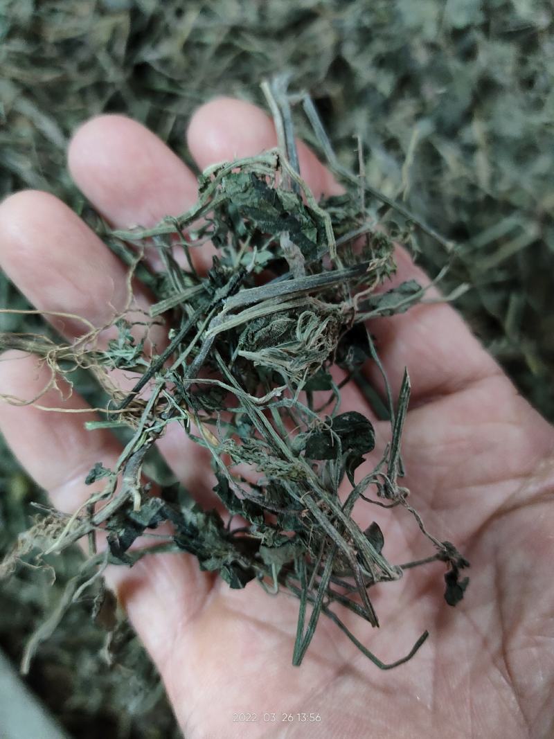 广西大山中草药材孩儿草蓝色草曱草疳积草干品无硫