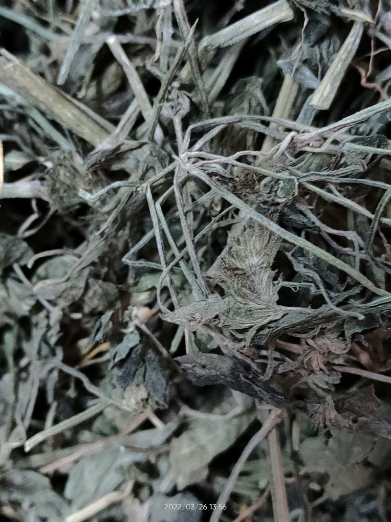 广西大山中草药材孩儿草蓝色草曱草疳积草干品无硫