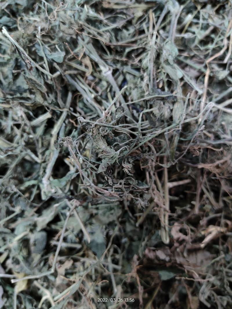 广西大山中草药材孩儿草蓝色草曱草疳积草干品无硫