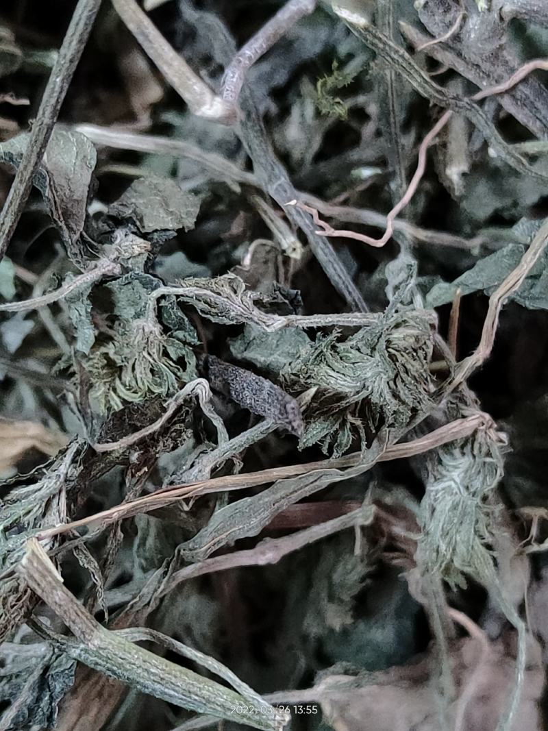 广西大山中草药材孩儿草蓝色草曱草疳积草干品无硫