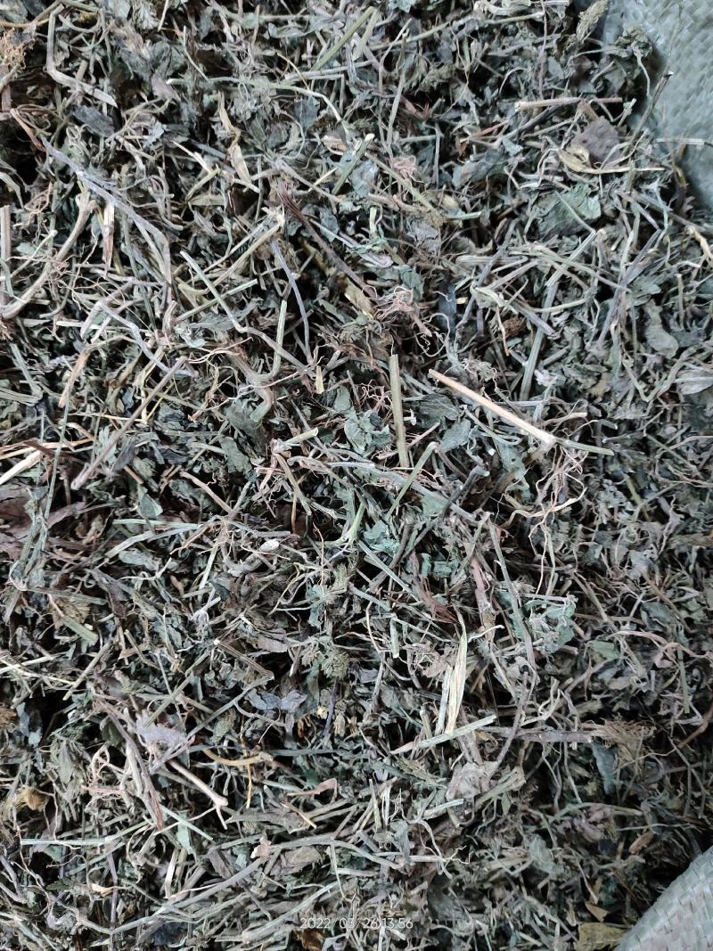 广西大山中草药材孩儿草蓝色草曱草疳积草干品无硫