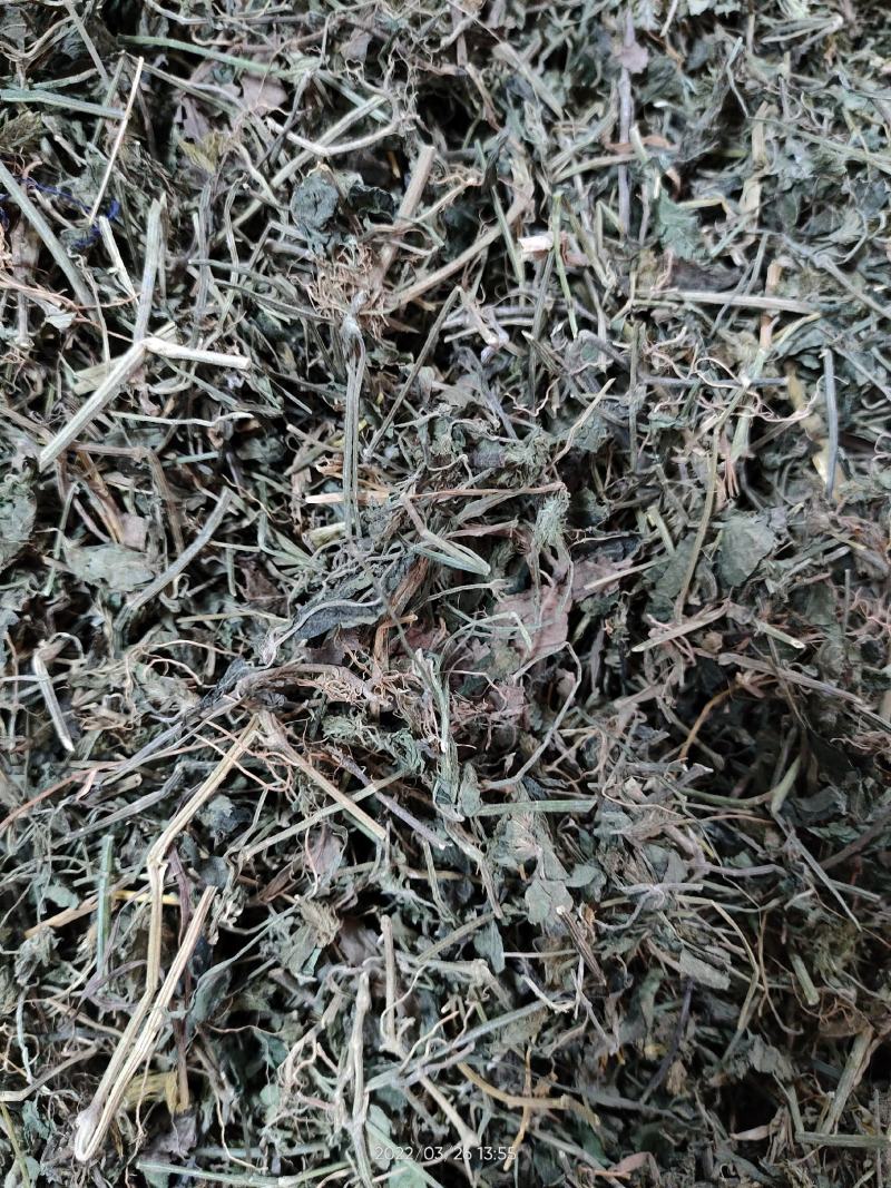 广西大山中草药材孩儿草蓝色草曱草疳积草干品无硫