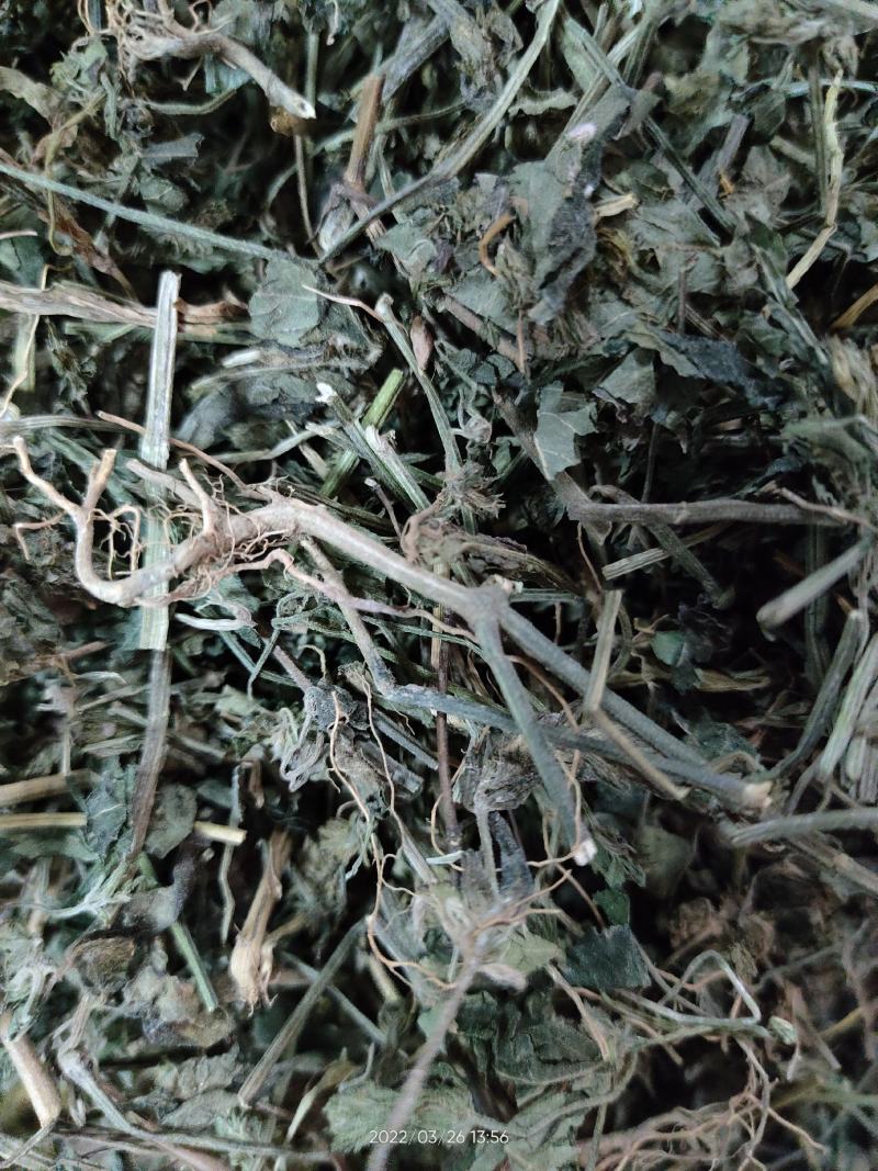 广西大山中草药材孩儿草蓝色草曱草疳积草干品无硫
