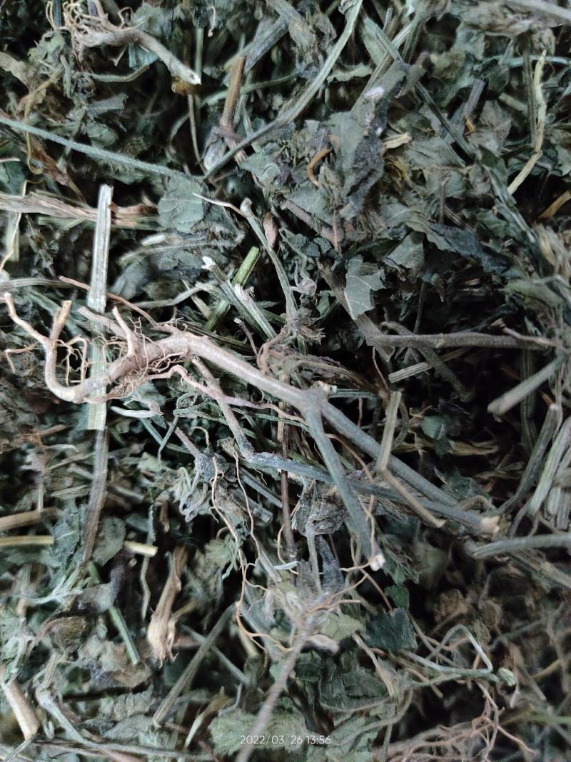 广西大山中草药材孩儿草蓝色草曱草疳积草干品无硫