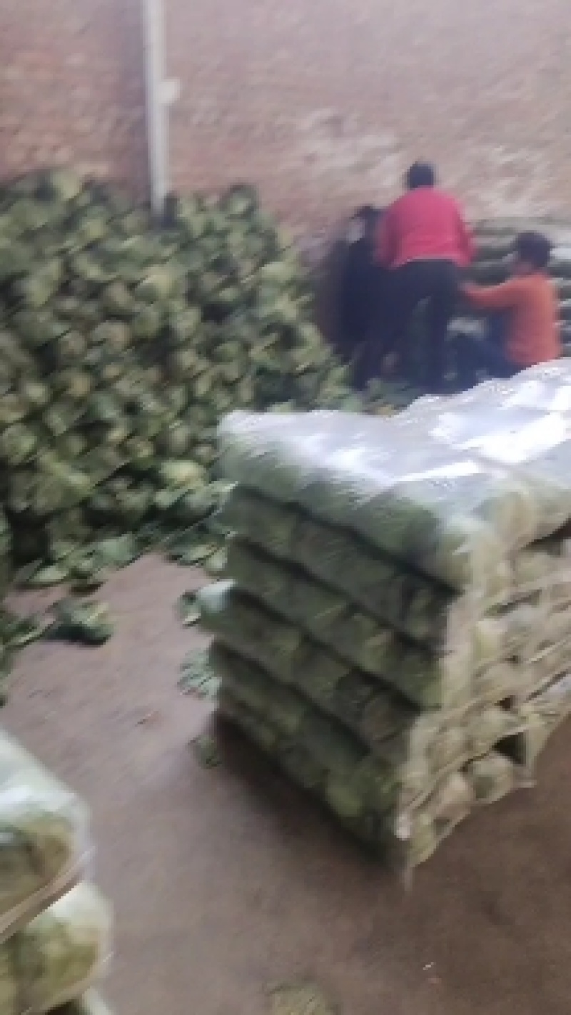 三原县圆包菜，桅绿可口，中甘品质，耐运输，产地发货，