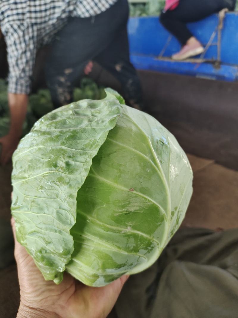 三原县圆包菜，桅绿可口，中甘品质，耐运输，产地发货，