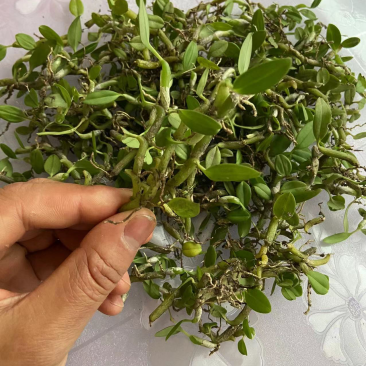 石橄榄、石米