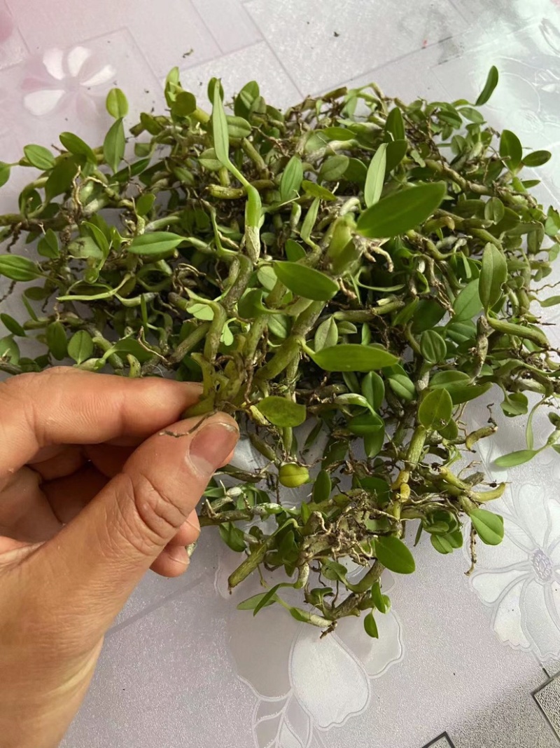 石橄榄、石米