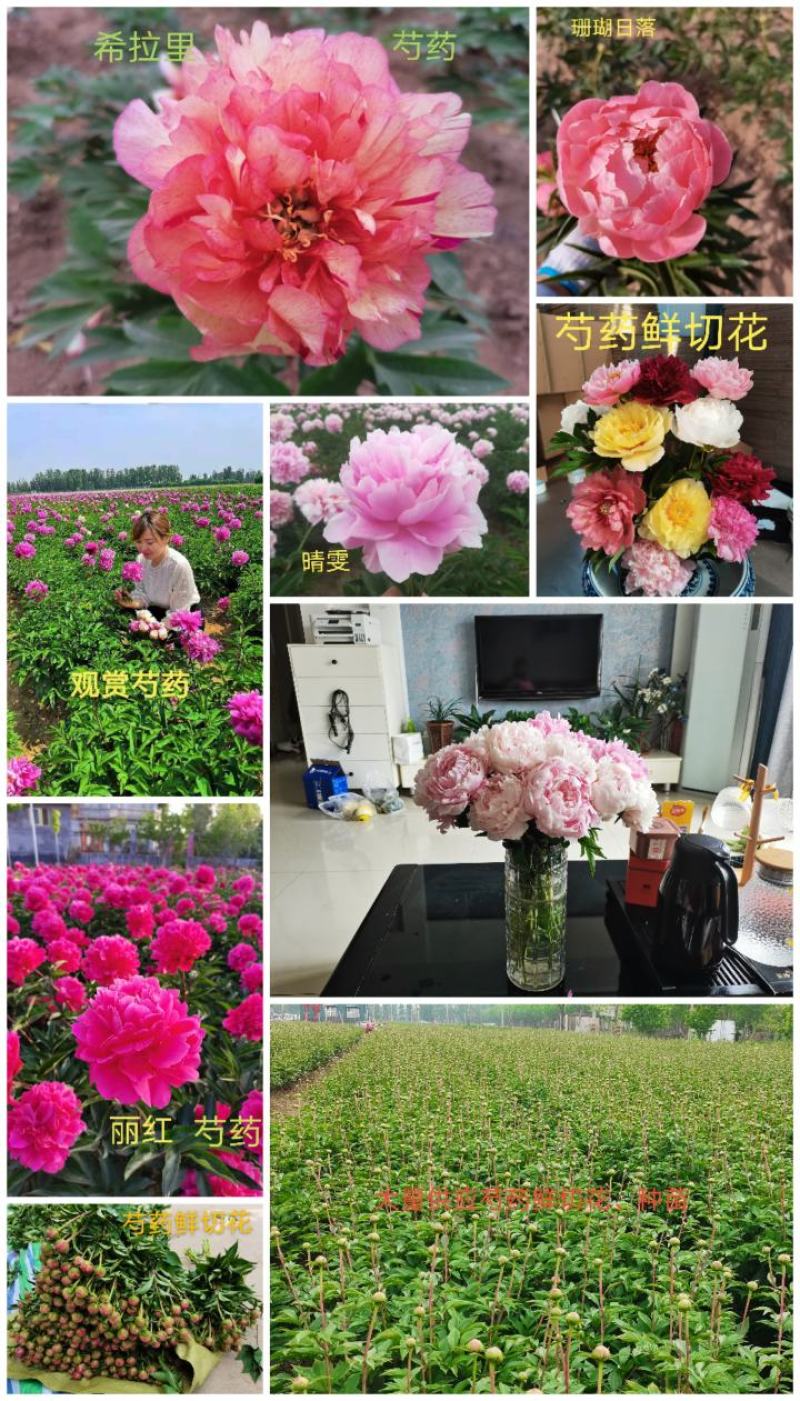 大量供应菏泽正宗观赏芍药鲜切花/基地直发/包邮