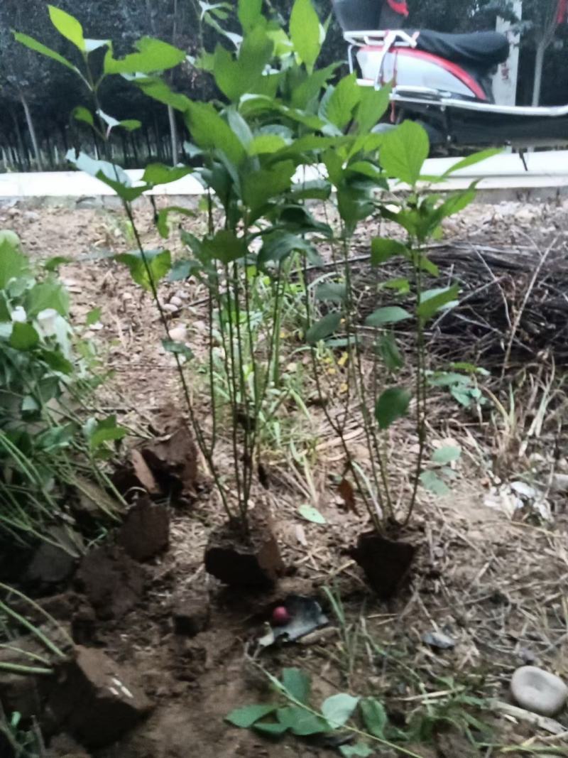 营养钵，容器苗陕西红瑞木/红柳大田地栽苗红瑞木