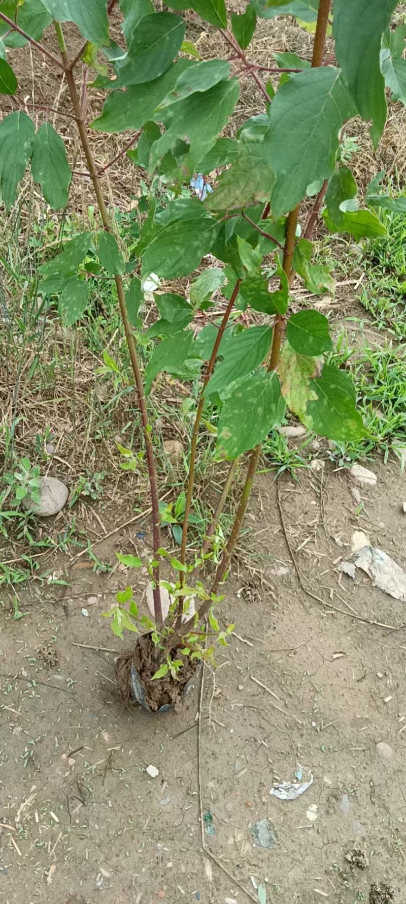 营养钵，容器苗陕西红瑞木/红柳大田地栽苗红瑞木