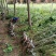 营养钵,容器苗陕西红瑞木/红柳大田地栽苗红瑞木