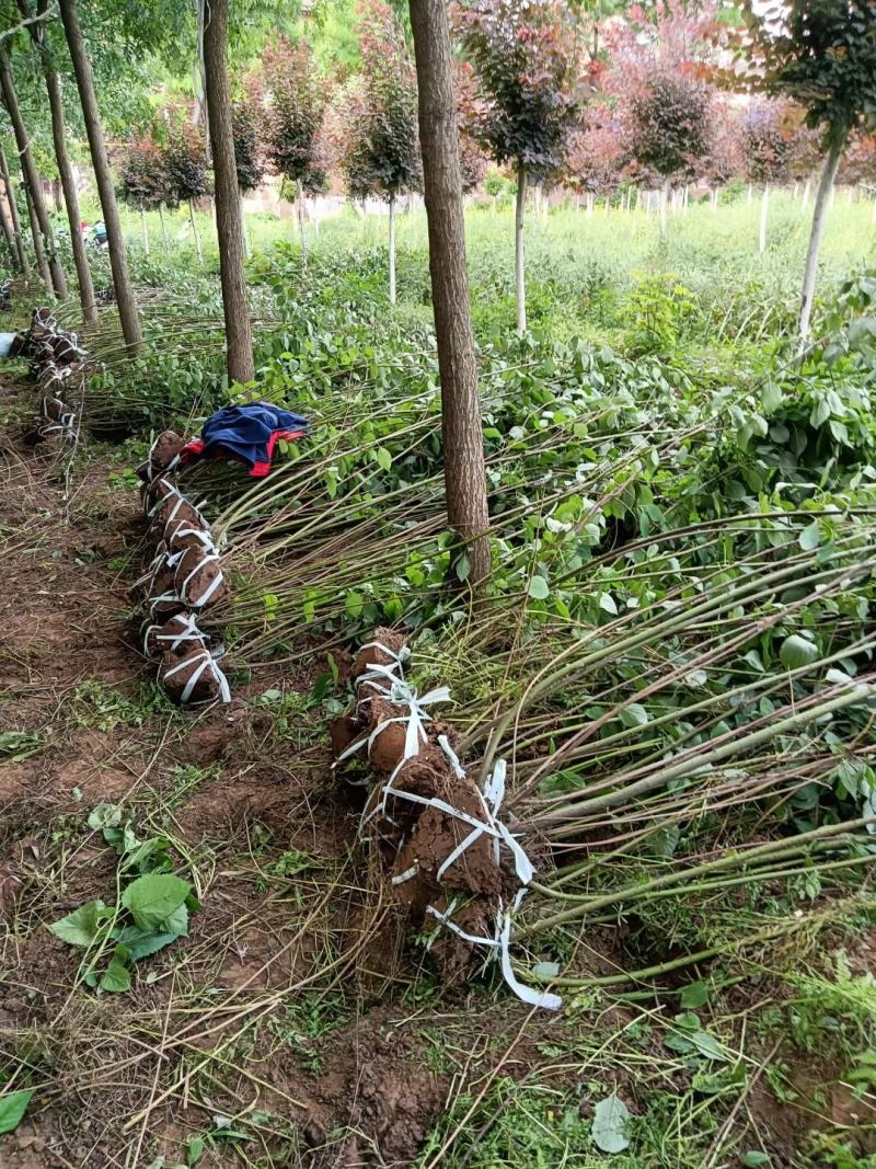 营养钵，容器苗陕西红瑞木/红柳大田地栽苗红瑞木