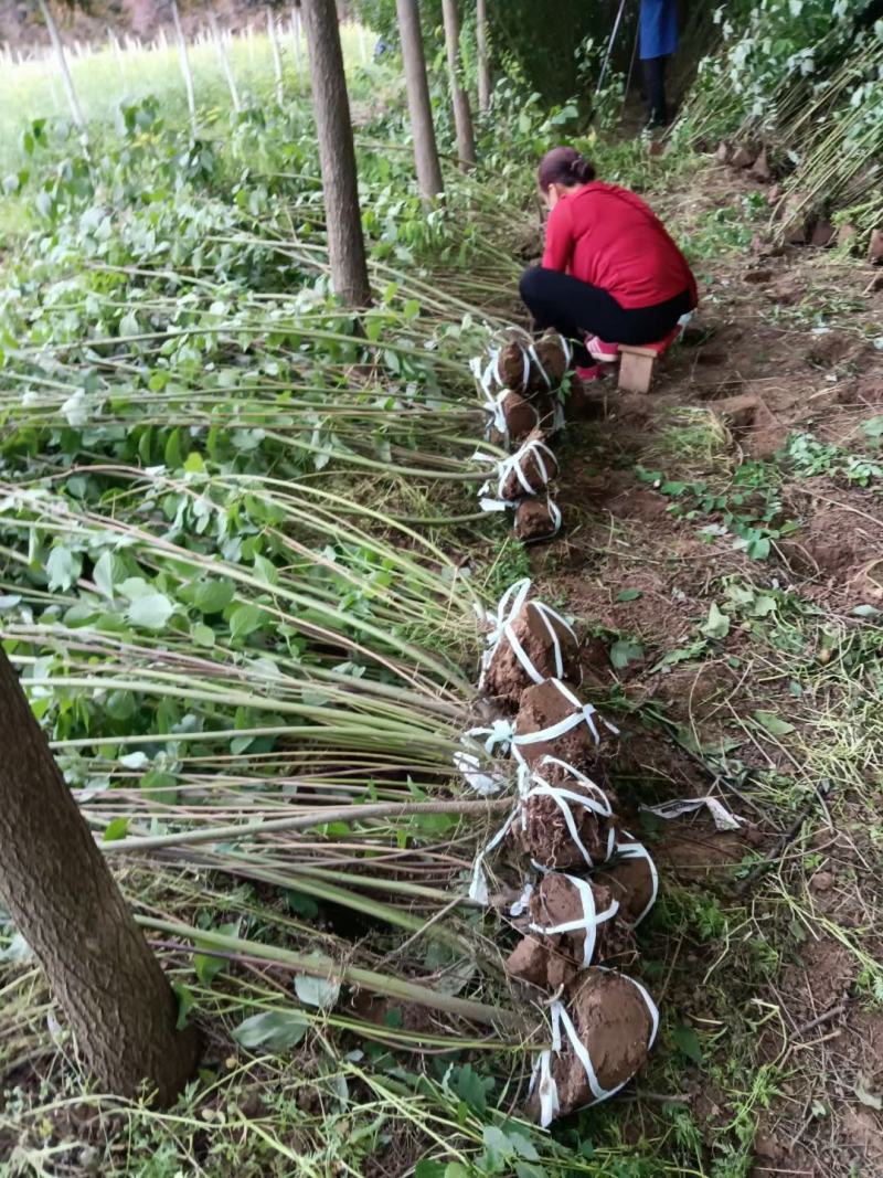 营养钵，容器苗陕西红瑞木/红柳大田地栽苗红瑞木